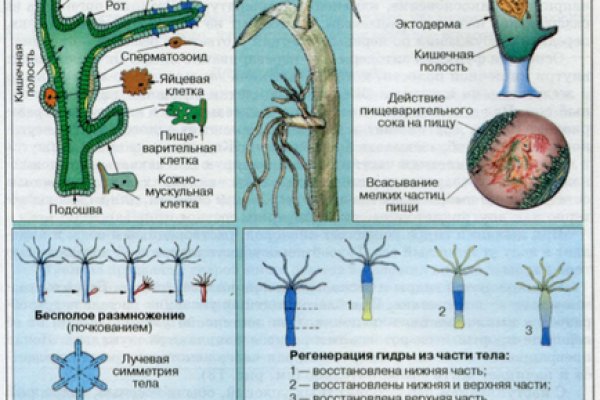 Кракен сайт как зайти